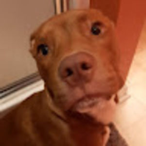 Meet your Posher, Candice